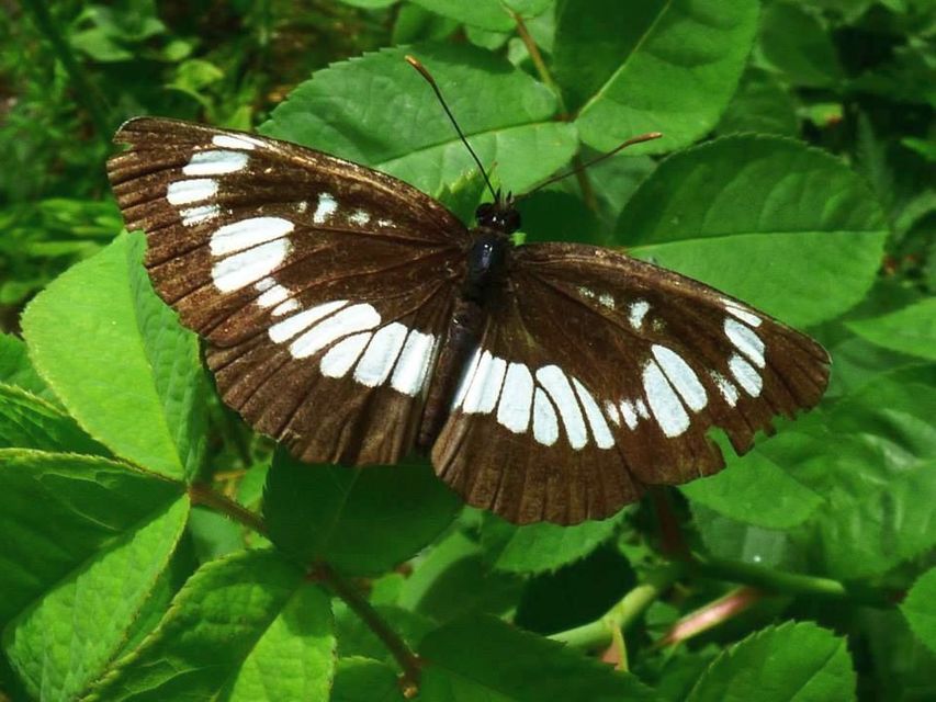 Neptis rivularis - nagy fehérsávoslepke