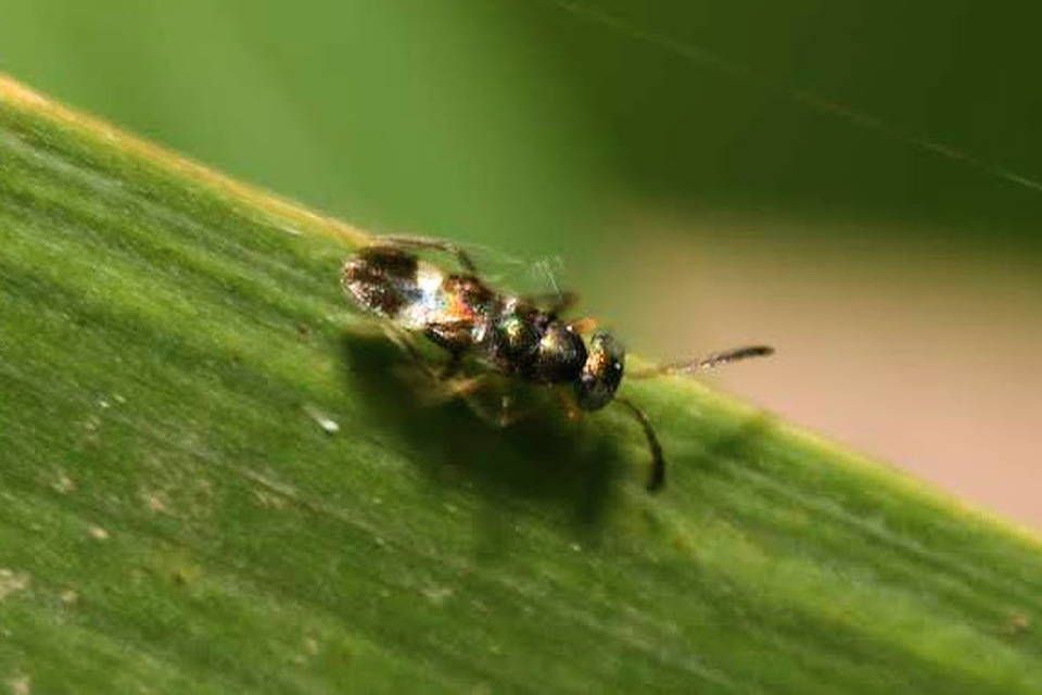 Encyrtidae - szivárvány-fémfürkészek