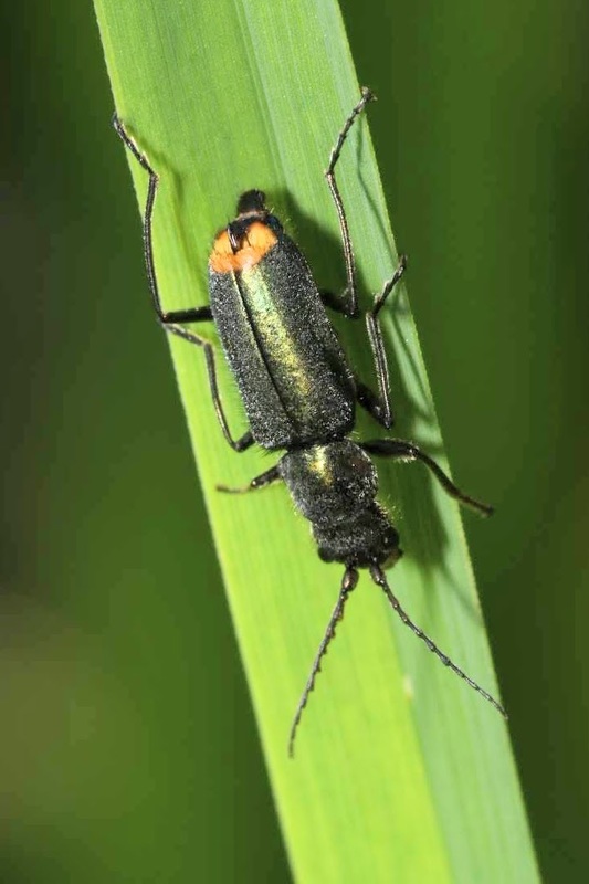 Clanoptilus geniculatus - sárgaarcú bibircsesbogár