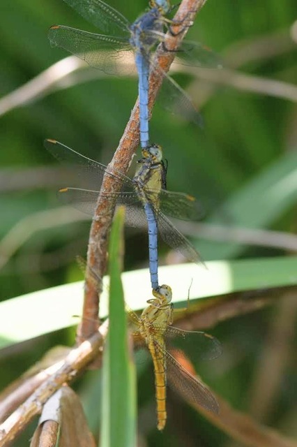 Orthetrum coerulescens - karcsú pásztorszitakötő
