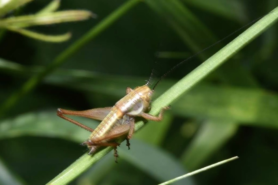 Roeseliana roeselii - Rösel-rétiszöcske