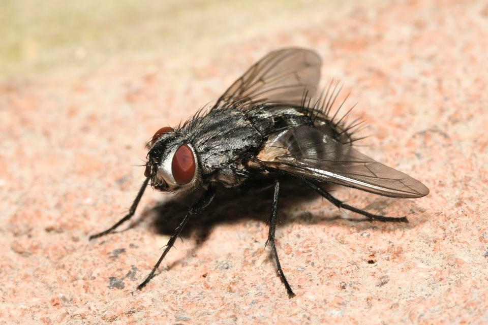 Microphthalma europaea