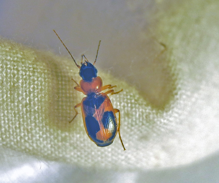 Badister meridionalis - közönséges posványfutonc