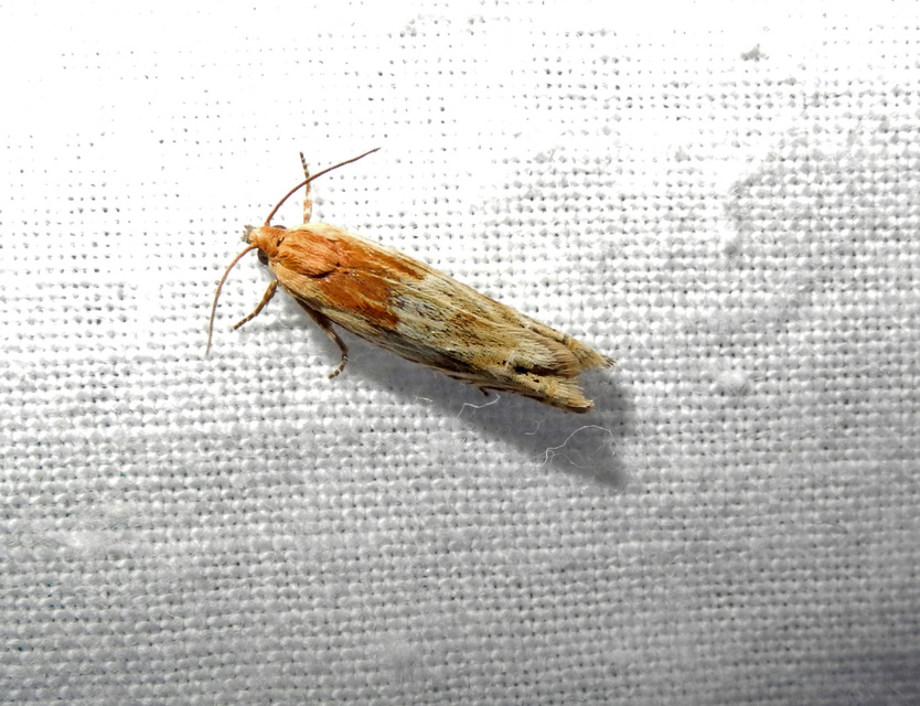 Eucosma