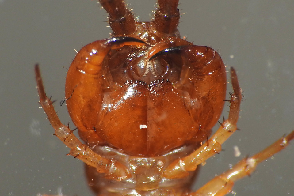 Lithobiidae