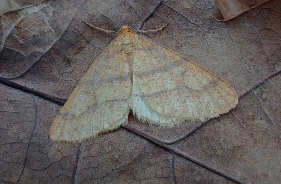 Agriopis aurantiaria - aranysárga téliaraszoló