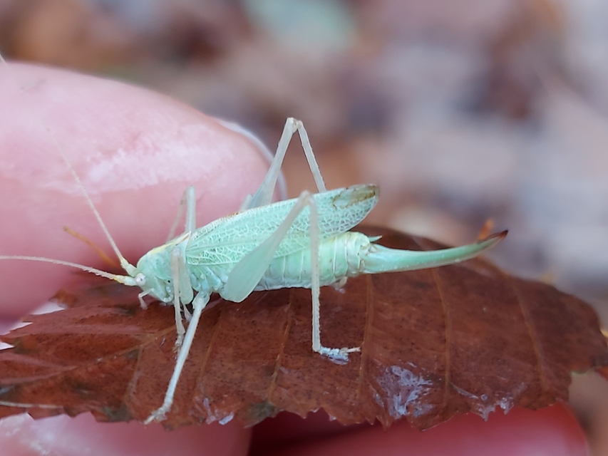Meconema thalassinum - közönséges dobolószöcske