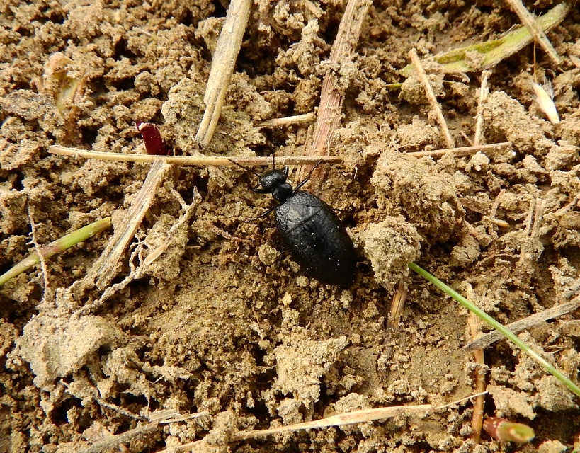 Meloe rugosus - ráncos nünüke