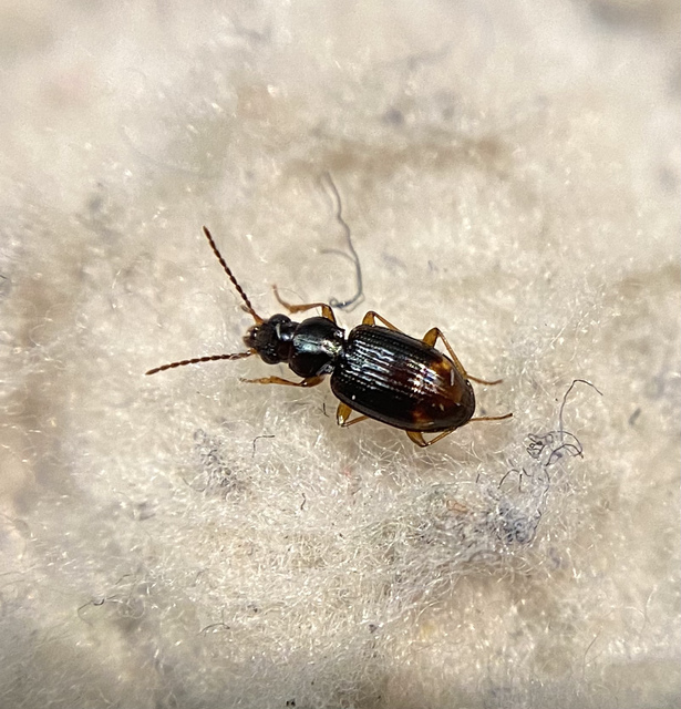 Bembidion assimile - kis gyorsfutó (Bembidion assimile)