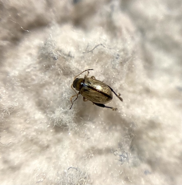 Longitarsus melanocephalus - pontozott útifű-földibolha