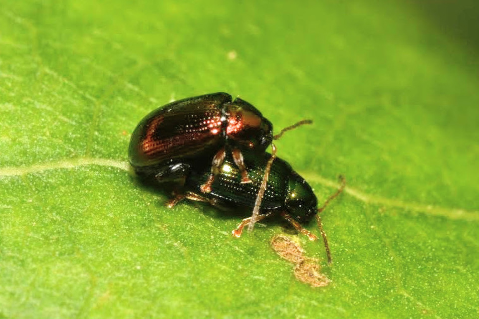 Crepidodera aurea - nagy nyár-földibolha