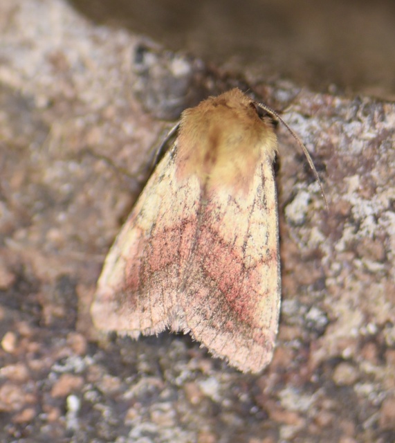 Pyrrhia purpura - ezerjófűbagoly