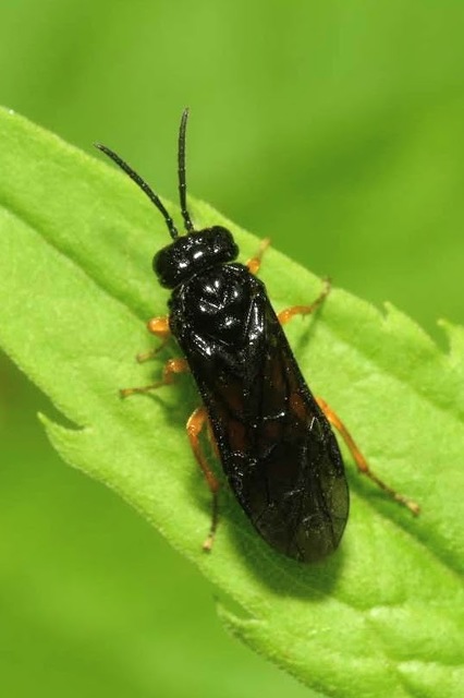Eutomostethus luteiventris