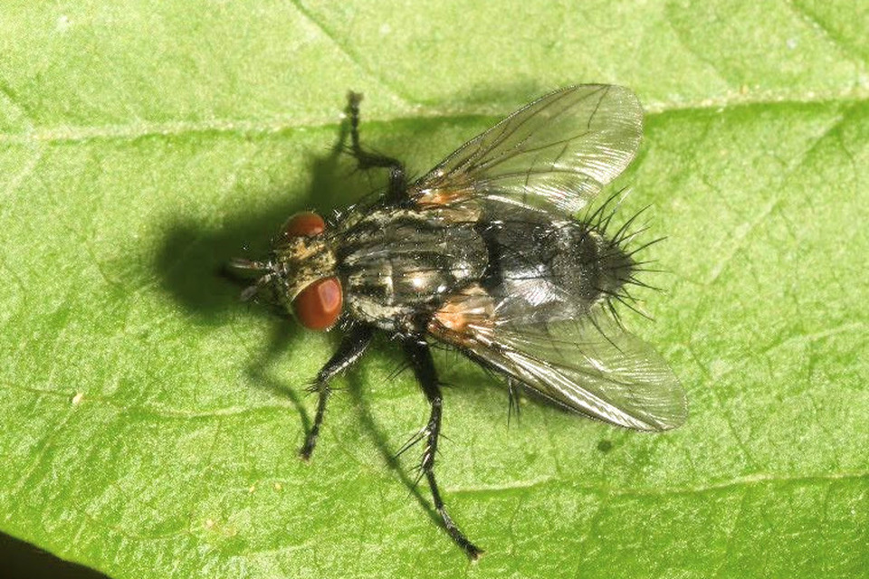Voria ruralis - fekete fürkészlégy