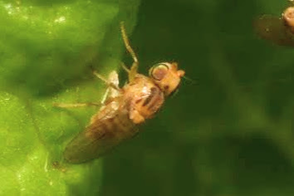 Chloropidae - gabonalegyek
