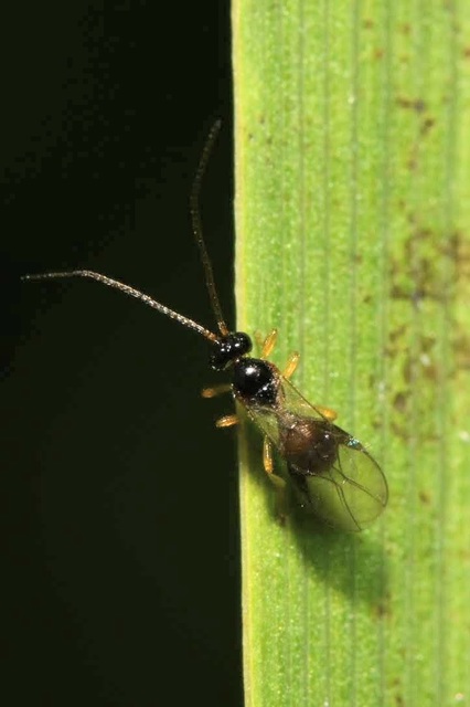 Braconidae - gyilkosfürkészek