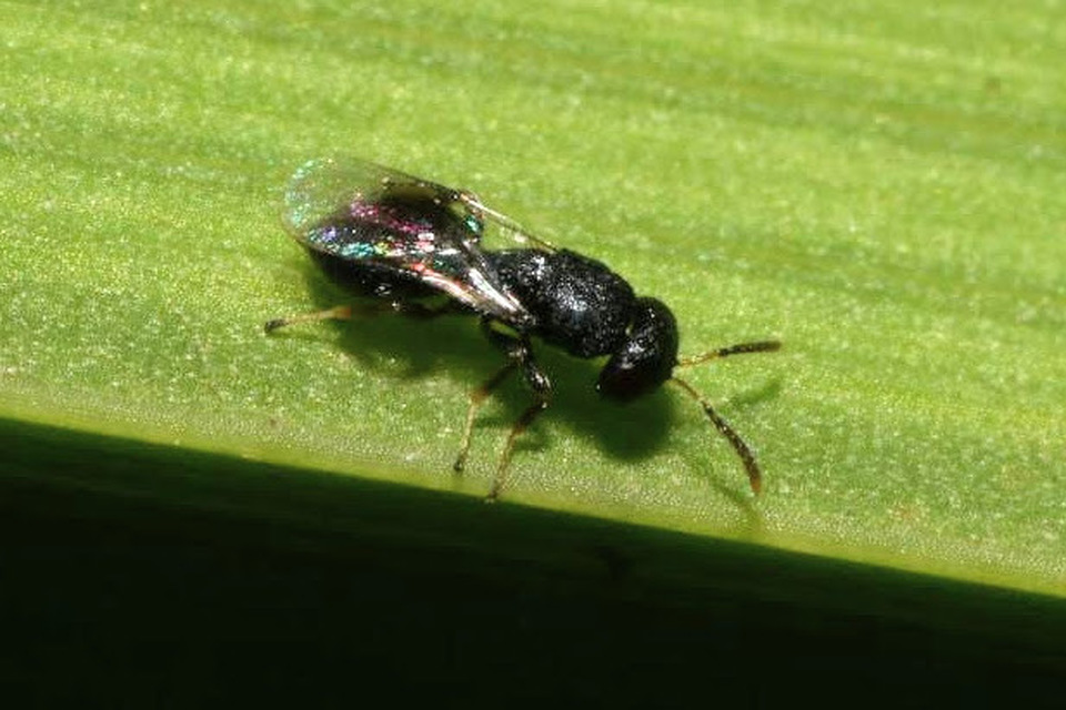 Homoporus