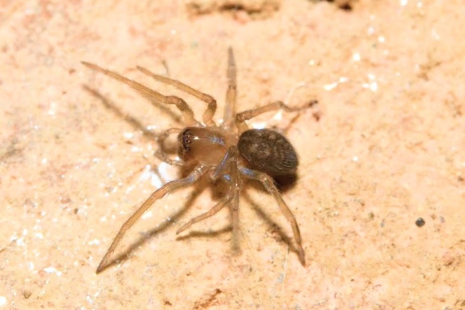 Amaurobius