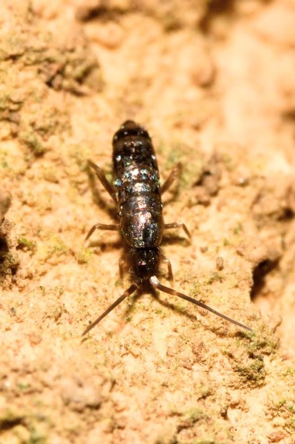 Tomocerus Tomocerus