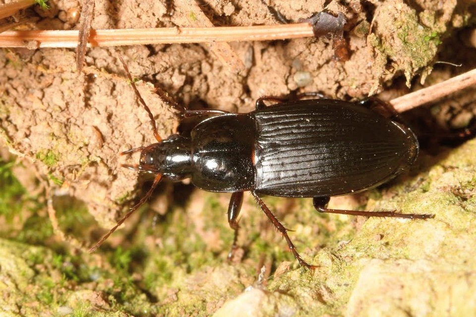 Calathus fuscipes - sokpontos tarfutó