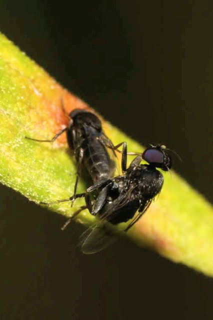 Phoridae - púposlégyfélék