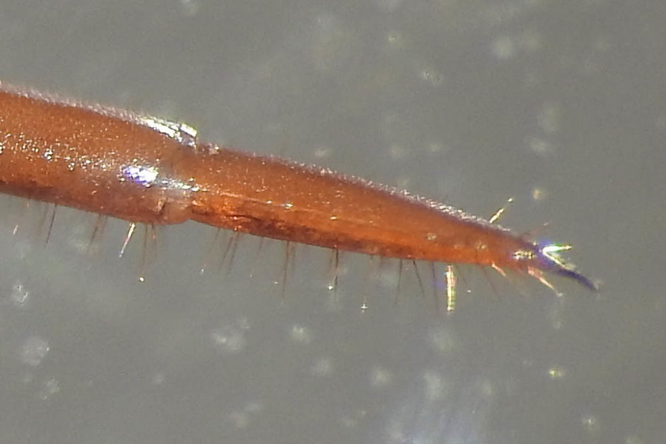 Lithobius
