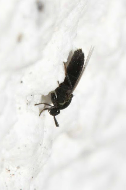 Scatopsidae - lapospotrohú muslicák