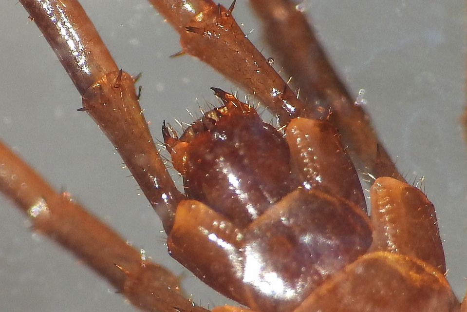 Lithobius forficatus