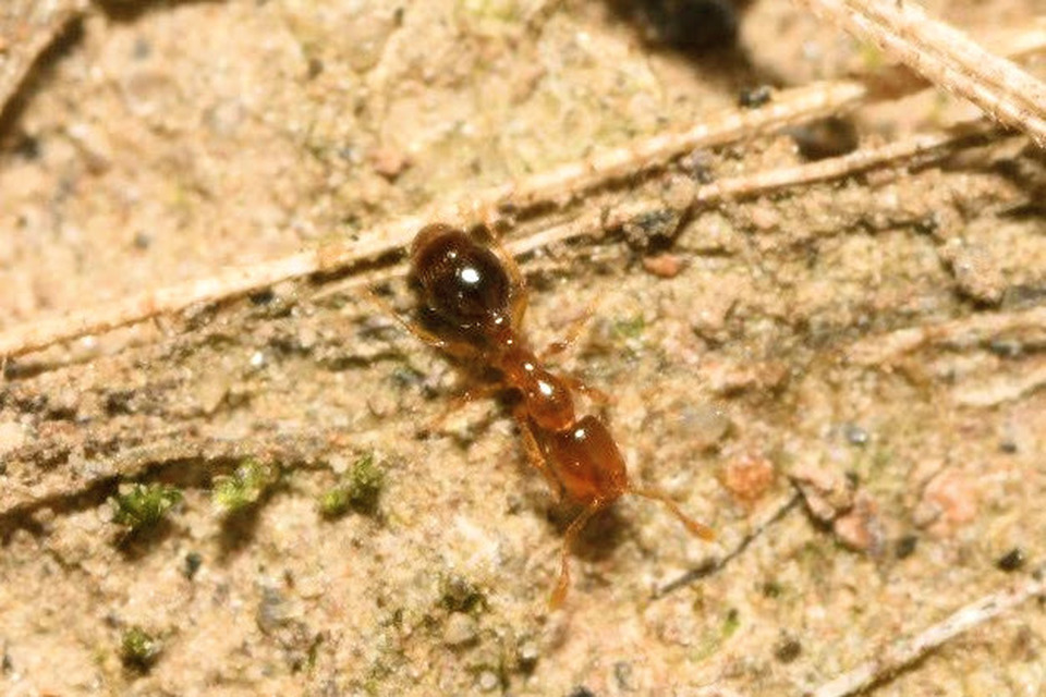 Solenopsis fugax - tolvajhangya