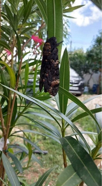 Acherontia atropos - halálfejes lepke