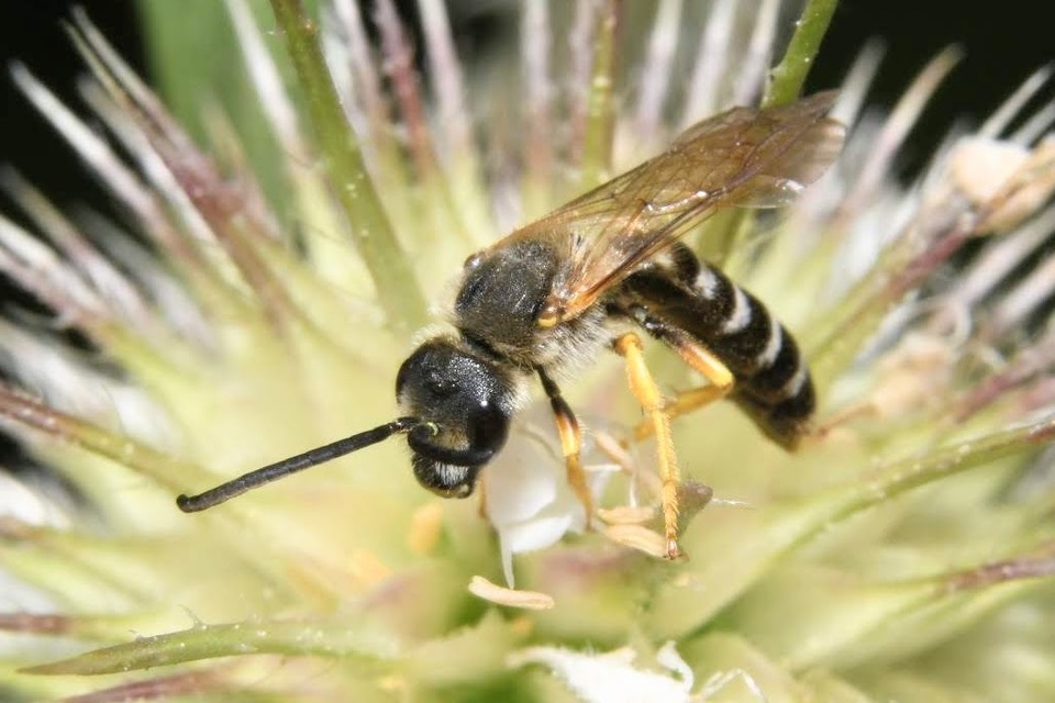 Halictus