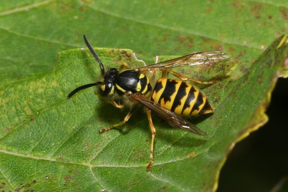 Vespula vulgaris - kecskedarázs