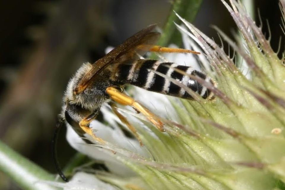 Halictus