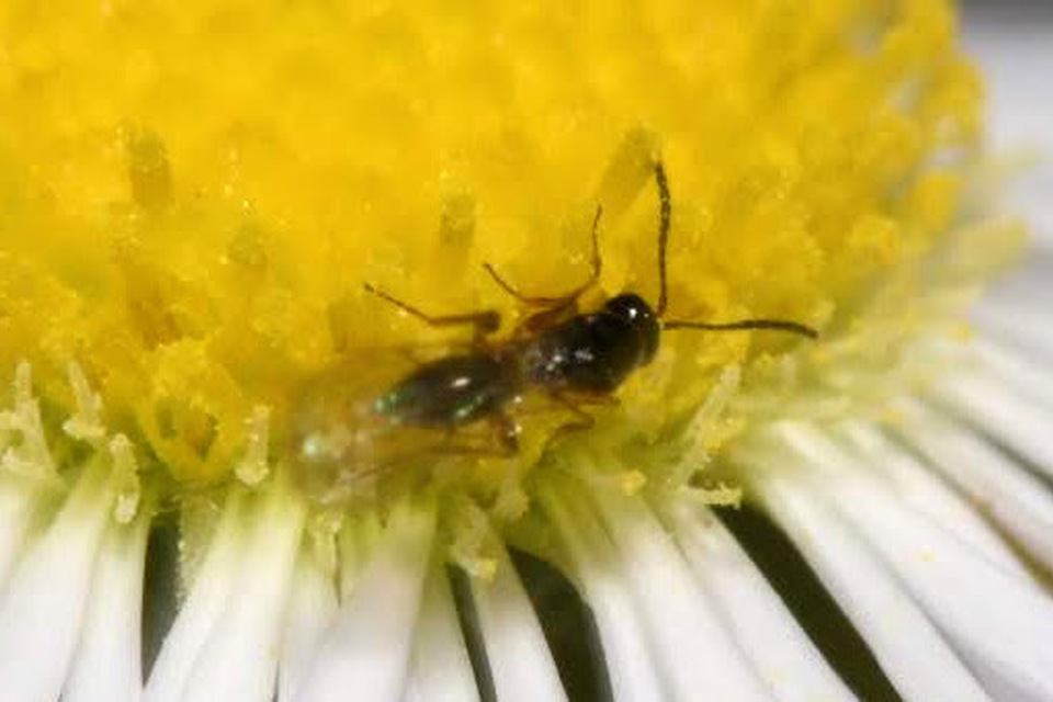 Figitidae
