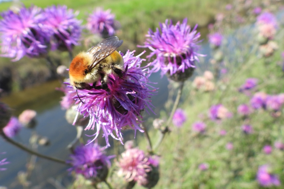 Bombus muscorum - sárga poszméh