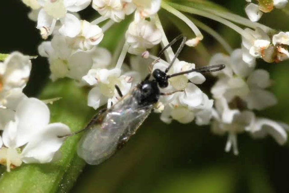 Braconidae - gyilkosfürkészek