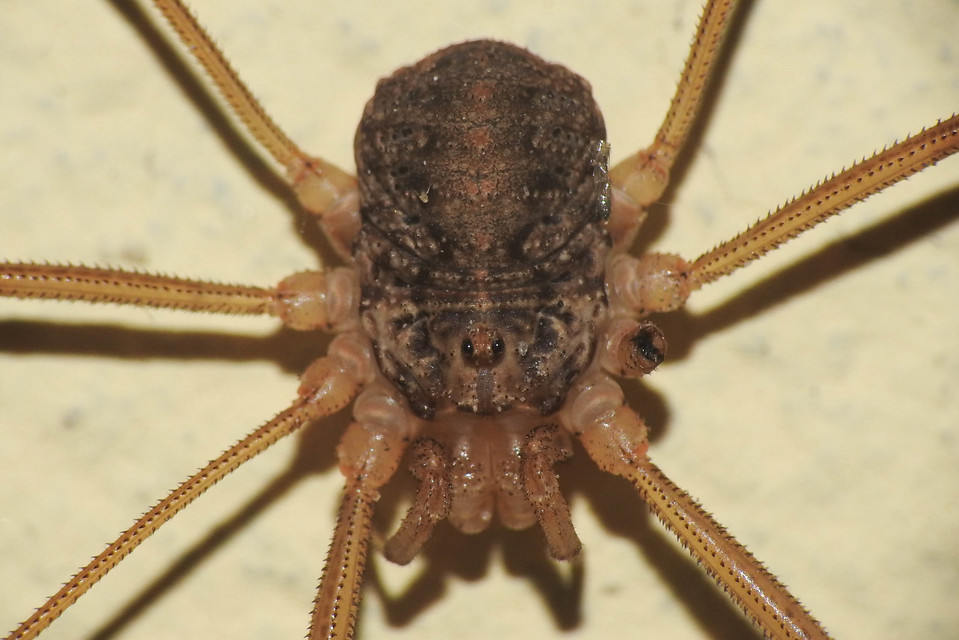 Opilio saxatilis