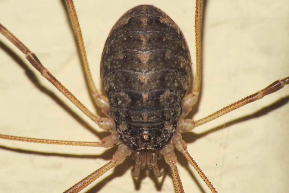 Opilio saxatilis