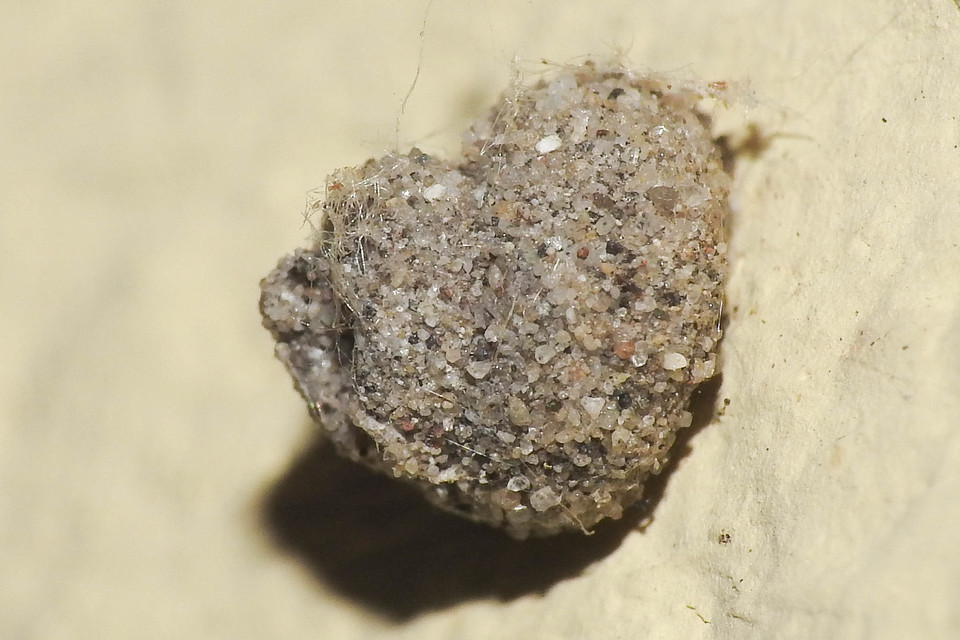 Apterona helicoidella - csigahéjas zsákhordólepke