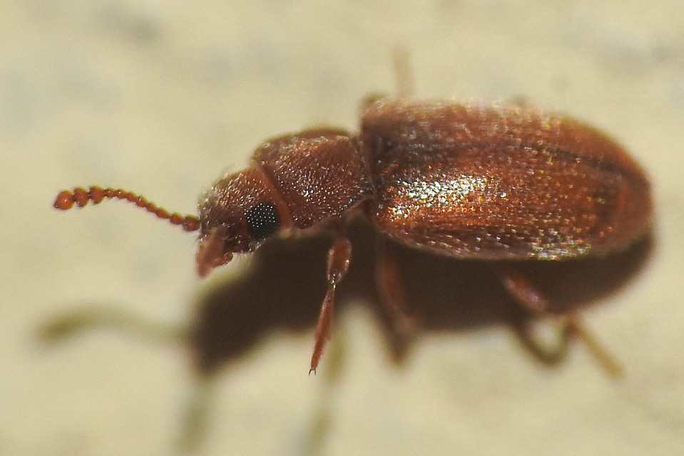 Cryptophagidae - penészbogárfélék
