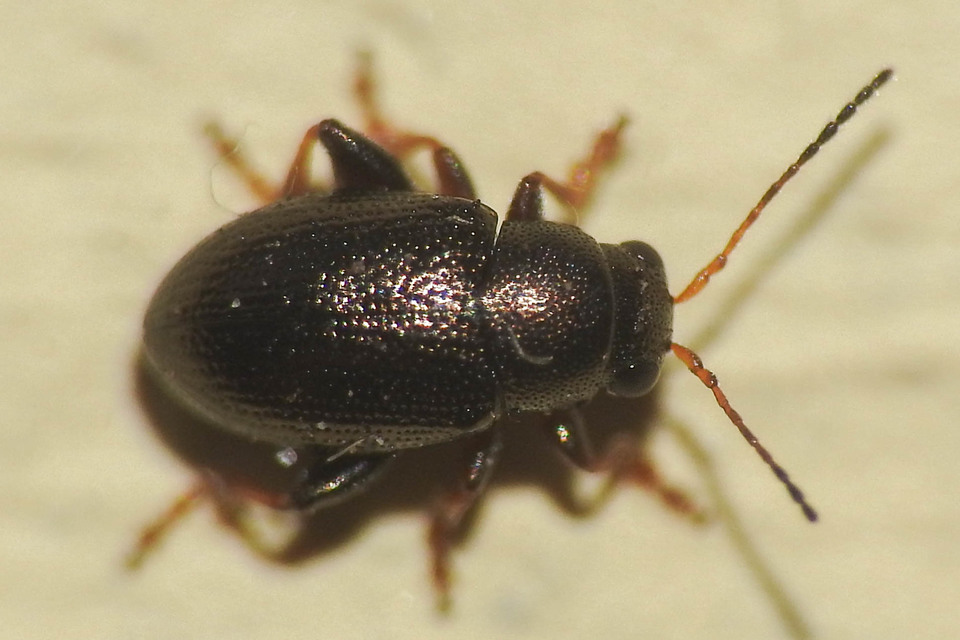 Chaetocnema