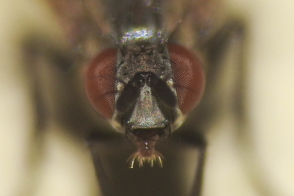 Anthomyiidae - viráglegyek