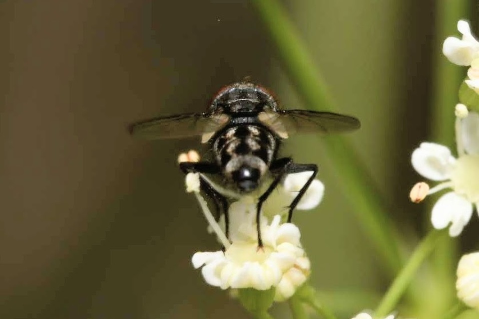 Amobia