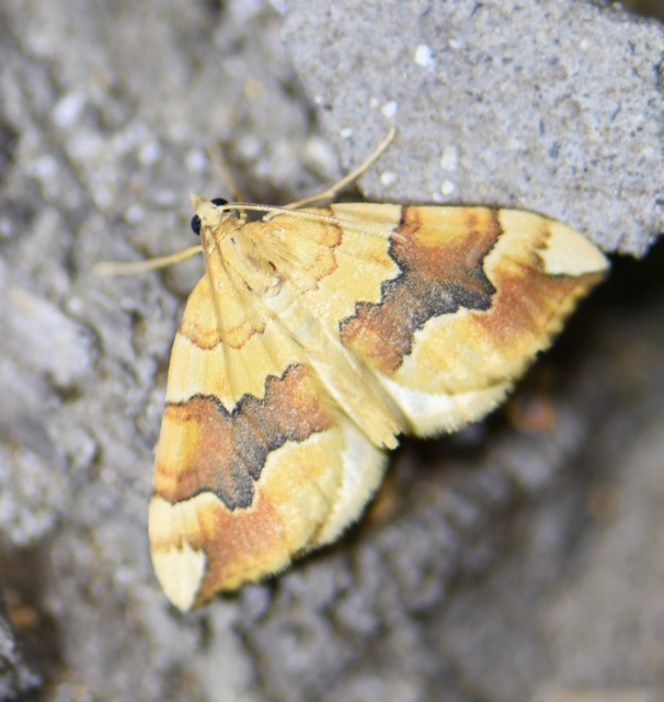 Cidaria fulvata - rózsaaraszoló