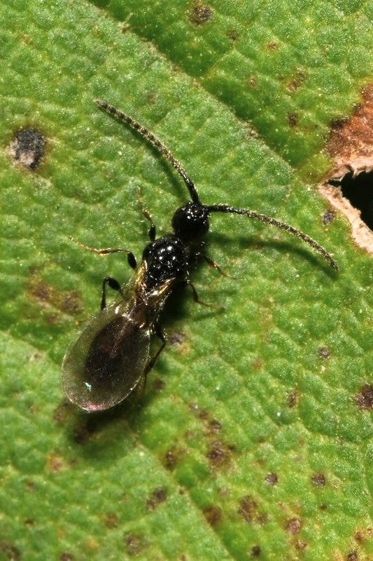 Coptera