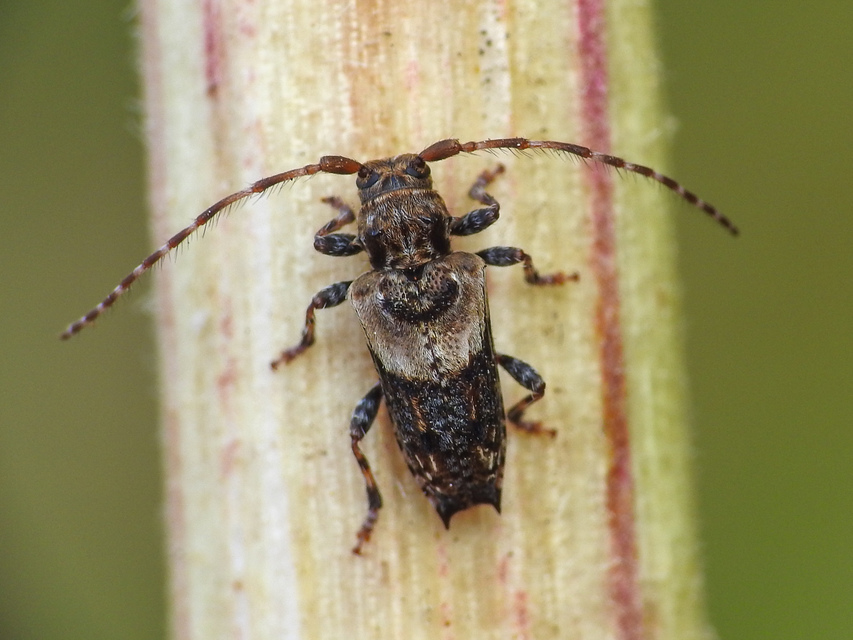 Pogonocherus hispidus - kéttövises ecsetcincér