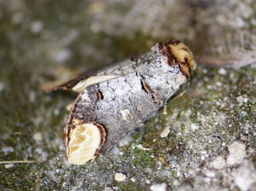 Phalera bucephala - sárgafoltos púposszövő