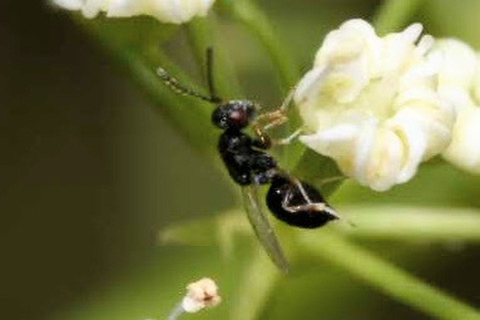 Eurytomidae - hengeres fémfürkészek