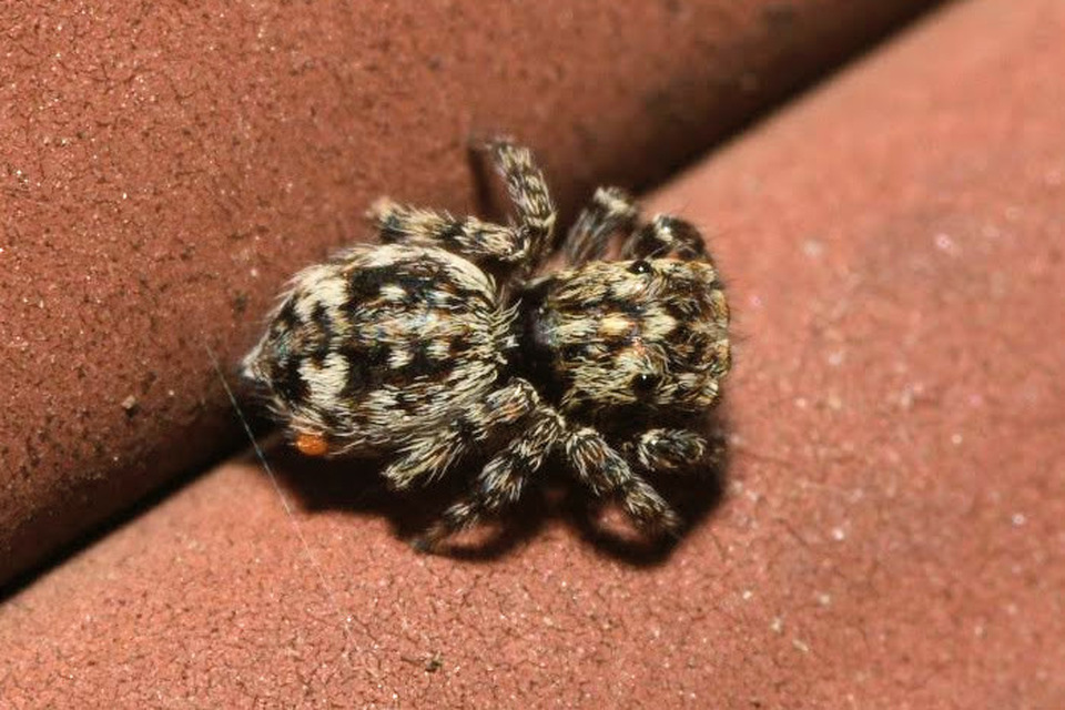 Attulus pubescens - bozontos ugrópók