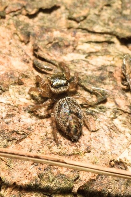 Evarcha